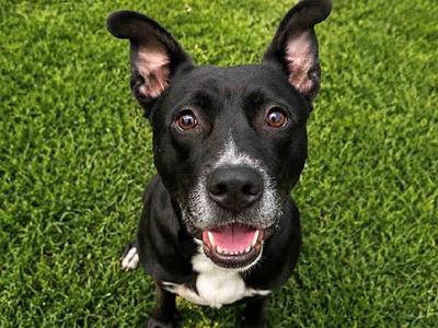 CHIEF, Pit Bull Terrier, adult, available for adoption