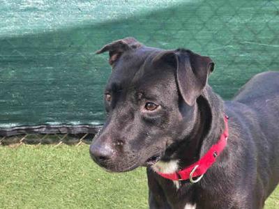 A black dog with a red collar standing on grass, looking to the side.