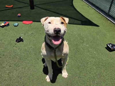MAX, Pit Bull Terrier, adult, available for adoption