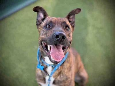 LUKA, Pit Bull Terrier, adult, available for adoption