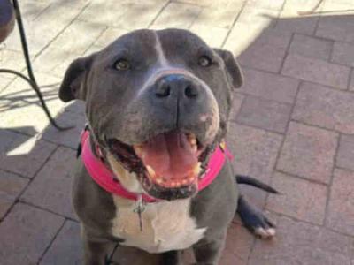 STORM, Pit Bull Terrier, senior, available for adoption