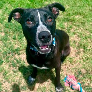 Double Dutch, Malinois, Belgian, adult, available for adoption