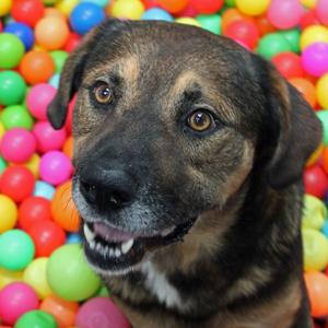 Corduroy, Shepherd, German, adult, available for adoption
