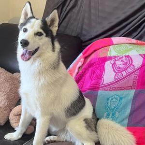 Hiti, Husky, Siberian, adult, available for adoption