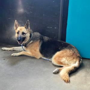 Harper, Shepherd, German, senior, available for adoption