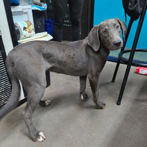 Fergie, Blue Lacy, adult, available for adoption