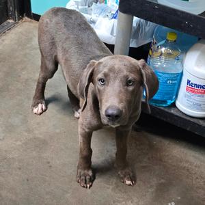 Fergie, Blue Lacy, adult, available for adoption