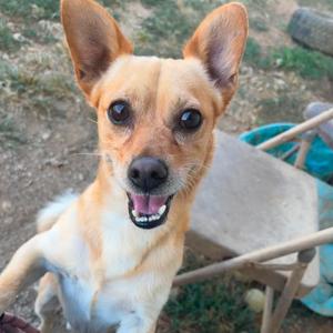 A small brown and white dog with large ears and a happy expression, sitting outdoors.
