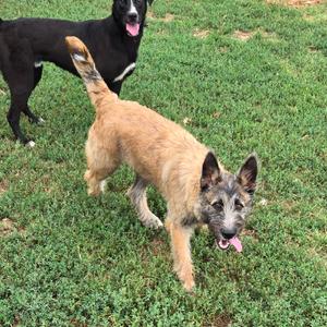 Jax, Shepherd, German, adult, available for adoption