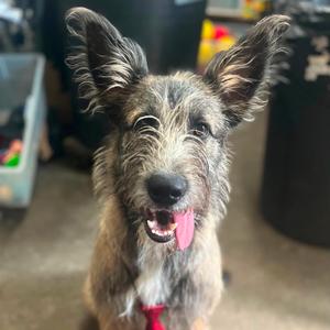 Jax, Shepherd, German, adult, available for adoption