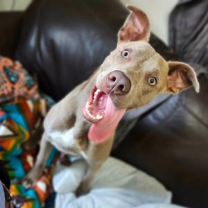 Gilby, Terrier, American Pit Bull, adult, available for adoption