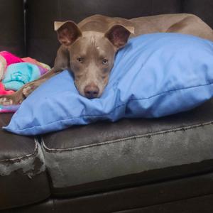 Gilby, Terrier, American Pit Bull, adult, available for adoption