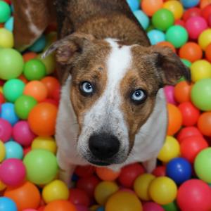 Cecelia, Catahoula Leopard Dog, adult, available for adoption
