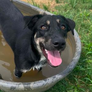 Lilo, Shepherd, German, adult, available for adoption