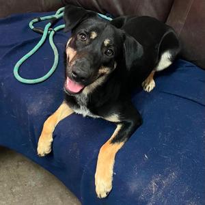 Lilo, Shepherd, German, adult, available for adoption