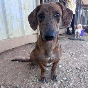 A brown and black dachshund sitting on a gravel surface, looking directly at the camera.