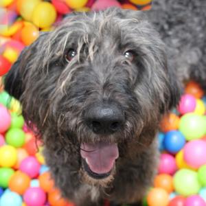 Dopey, Poodle, Standard, adult, available for adoption