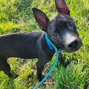 Dodders, Terrier, American Pit Bull, adult, available for adoption