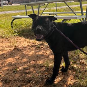 Myrtle, Terrier, American Pit Bull, adult, available for adoption
