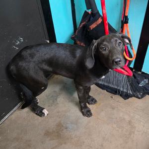 Farkle, Blue Lacy, adult, available for adoption