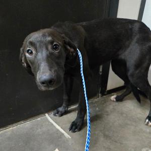 A black dog on a blue leash standing on a concrete floor.