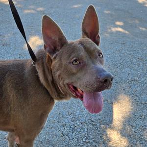 A brown dog with pointed ears and a pink tongue sticking out, standing on a gravel surface.