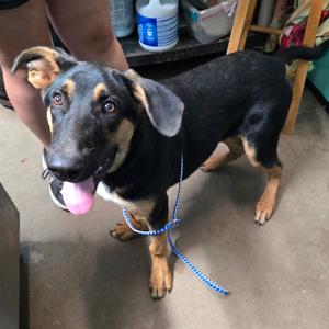 Azubah, Shepherd, German, adult, available for adoption