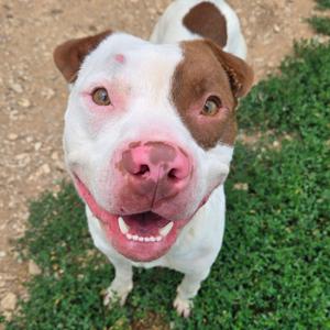 Mortimer, Terrier, American Pit Bull, adult, available for adoption
