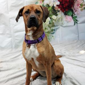 Lu, Boxer, adult, available for adoption