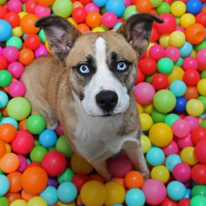 Bean Dip, Husky, Siberian, adult, available for adoption