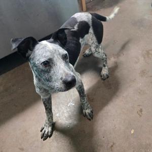 Niamh, Cattle Dog, Australian (Blue Heeler), adult, available for adoption