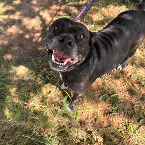 Lotus, Terrier, American Pit Bull, adult, available for adoption