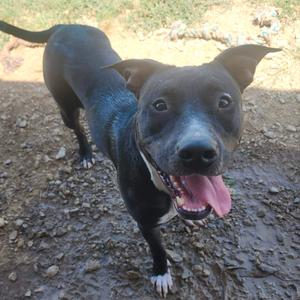 Calla, Terrier, American Pit Bull, adult, available for adoption
