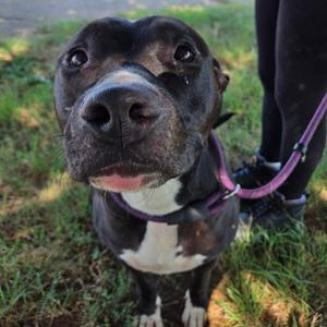 Calla, Terrier, American Pit Bull, adult, available for adoption