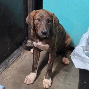 Felicia, Blue Lacy, adult, available for adoption
