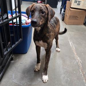 Felicia, Blue Lacy, adult, available for adoption