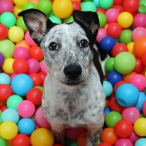 Claddagh, Cattle Dog, Australian (Blue Heeler), adult, available for adoption
