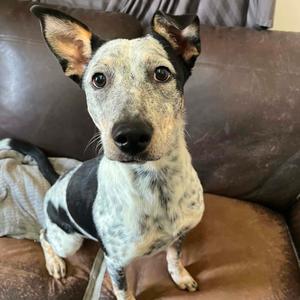 Claddagh, Cattle Dog, Australian (Blue Heeler), adult, available for adoption