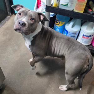 Mavis, Terrier, American Pit Bull, adult, available for adoption