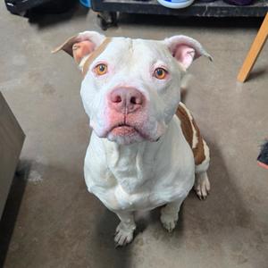 A white and brown pit bull with a pink nose and brown eyes, sitting on a concrete floor.
