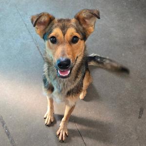 A brown and black dog with floppy ears and a wagging tail, looking up at the camera with its mouth open.