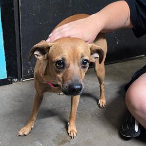 Libbie, Chihuahua, Short Coat, adult, available for adoption