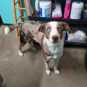 Heath, Collie, Border, adult, available for adoption