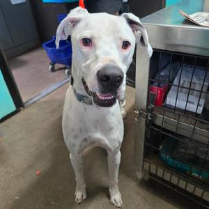Jolly Green Giant, Dogo Argentino, adult, available for adoption