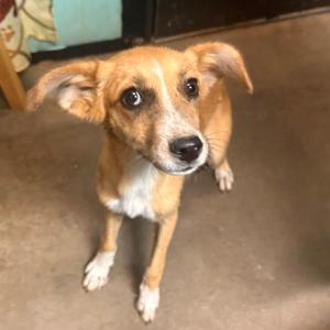 Misdemeanor, Mixed Breed (Medium), adult, available for adoption