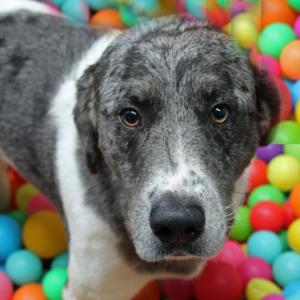 Bluford, Pyrenees, Great, adult, available for adoption