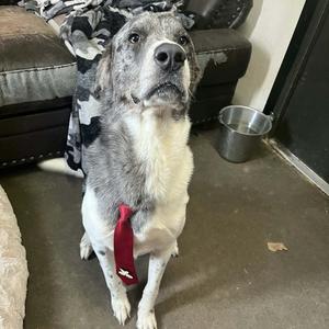 Bluford, Pyrenees, Great, adult, available for adoption