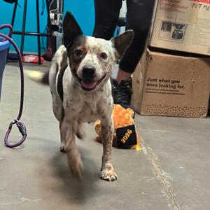 Charlene, Cattle Dog, Australian (Blue Heeler), senior, available for adoption