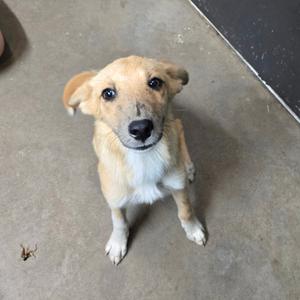 License, Mixed Breed (Medium), adult, available for adoption