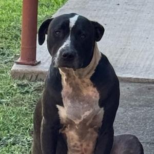Chevy, Terrier, Pit Bull, adult, available for adoption